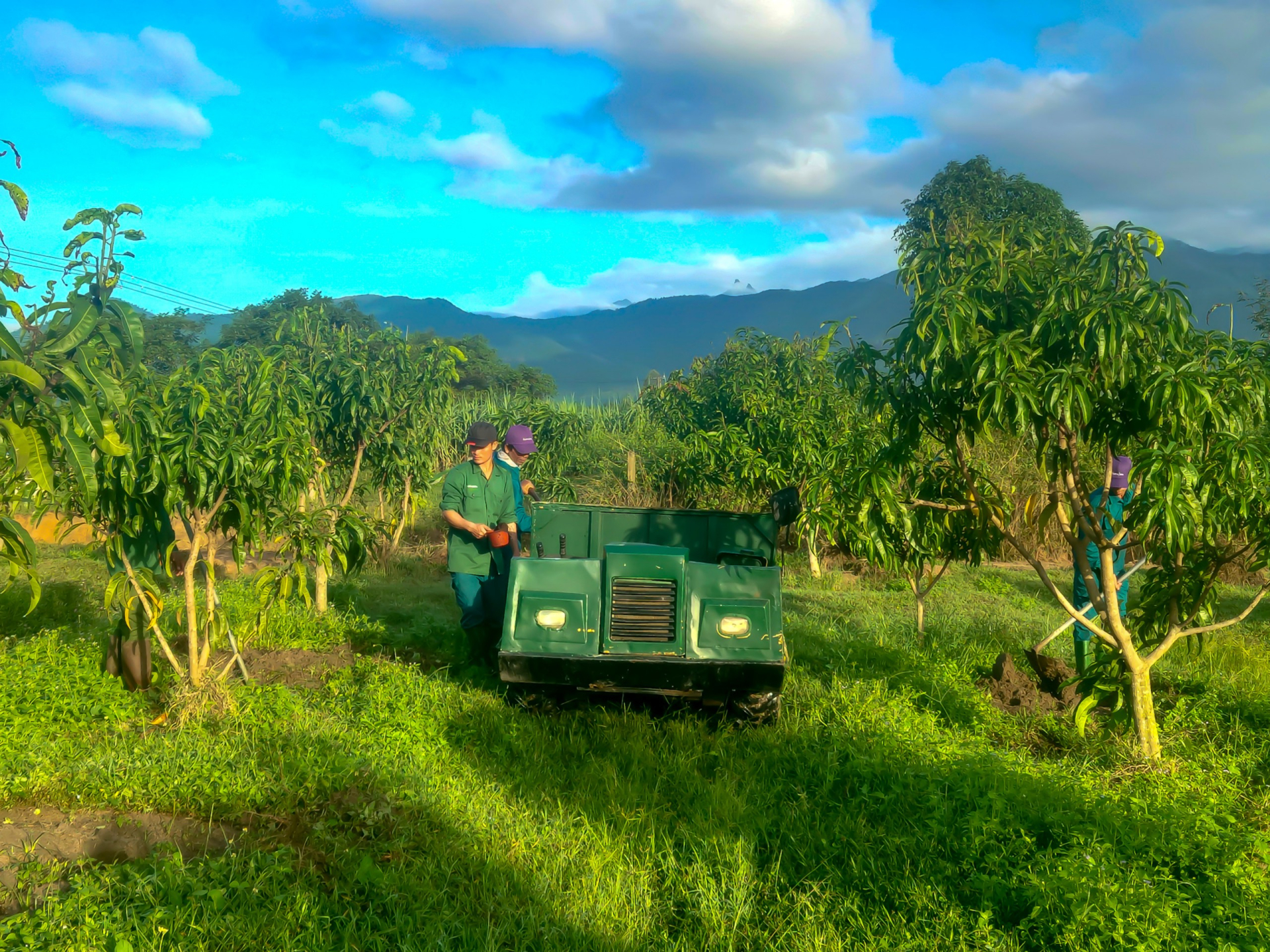 TRỒNG XÁO TAM PHÂN XEN CANH XOÀI Ở DOZEN'S FARM